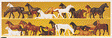 Animals -- Horses pkg(26)