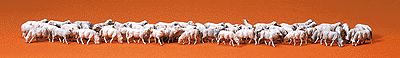 Animals -- Sheep pkg(60)