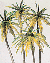 Palm Trees -- pkg(4)