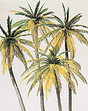 Palm Trees -- pkg(4)