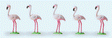 Flamingos -- pkg(5)