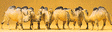 Animals -- Camels (Bactrian, 2 Humps) pkg(6)