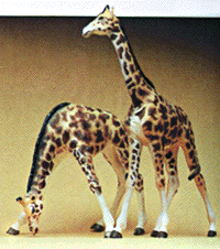 Animals -- Giraffes pkg(2)