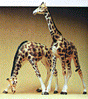 Animals -- Giraffes pkg(2)