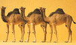 Animals -- Camels (Dromedary, 1 Hump) pkg(3)