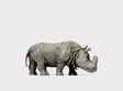 Animal -- Indian Rhinoceros #2