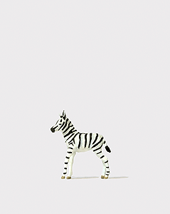 Animal -- Baby Zebra