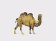 Animal -- Camel