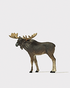 Animal -- Moose