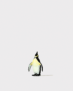 Animal -- Penquin