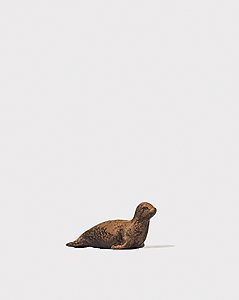 Animal -- Seal