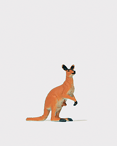 Animal -- Kangaroo