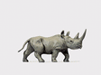 Animal -- African Rhinoceros #1