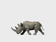 Animal -- African Rhinoceros #2