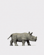 Animal -- Baby African Rhinoceros