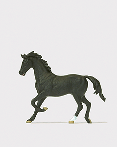 Animal -- Black Horse