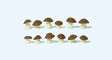 Cep Mushrooms -- Brown Caps pkg(12)