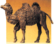 Wild Animal Figures, 1/24 - 1/25 Scale -- Walking Camel (2 Humps)