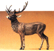 Wild Animal Figures, 1/24 - 1/25 Scale -- Standing Stag Elk