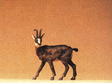 Domestic Animal Figures, 1/24 - 1/25 Scale -- Chamois Goat