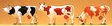 Animals -- Cows pkg(3)