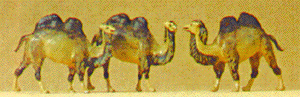 Animals -- Camels