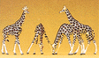 Animals -- Giraffes