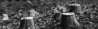 Tree Stumps -- Small & Large