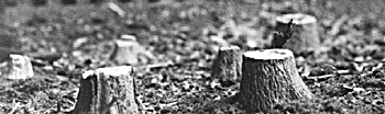 Tree Stumps -- Small pkg(20)