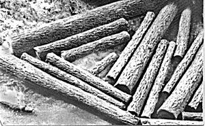 Floating Logs -- Large
