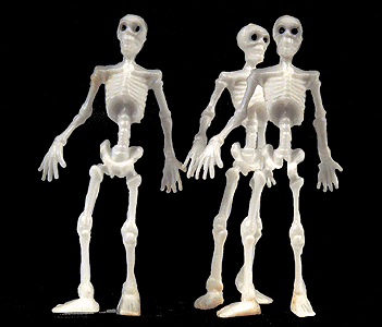 Skeleton "Mr. Bones"