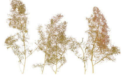 SuperTree(TM) Super Value Pack -- 200 to 250 Trees - 5 to 8"  12.7 to 20.3cm