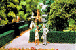 Ornamental Hedges & Shrubbery -- Boxwood Hedges (green) 24 x 3/4 x 1/2"