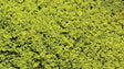 SuperLeaf Scale Model Leaf Flake - Shaker - 16oz  454g -- Light Green