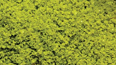SuperLeaf Scale Model Leaf Flake - Shaker - 16oz  454g -- Light Green