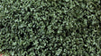 SuperLeaf Scale Model Leaf Flake - Shaker - 16oz  454g -- Olive Green