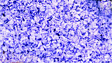 SuperLeaf Flowering Blossom 16oz Shaker -- Lavender