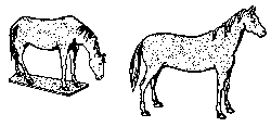 Animals -- Horses
