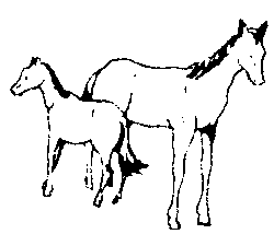 Animals -- Horse & Colt