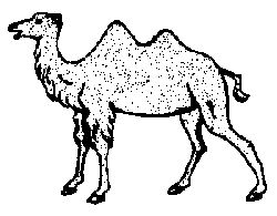Animals -- Camel