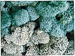 Lichen drk green      1oz