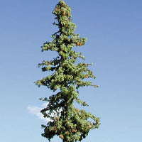 Lodge Pole Green Pine Tree -- 9-11"
