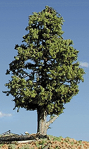Trees -- Deciduous 3-5" Spring Green
