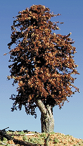 Trees -- Deciduous 6-9" Late Autumn-1