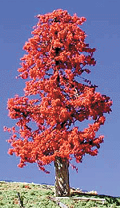 Trees -- Deciduous 2-4" Fall Splendor