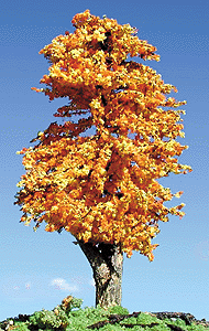 Trees -- Deciduous 3-5" Harvest Dawn