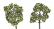 ForeGround(TM) Tree pkg(6) -- Spring Blossom White