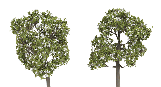 ForeGround(TM) Tree pkg(6) -- Spring Blossom White