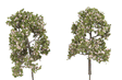 ForeGround(TM) Tree pkg(6) -- Spring Blossom Pink