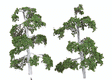 ForeGround(TM) Tree pkg(6) -- Silver Birch